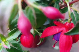 养好倒挂金钟，掌握好这四点，花开不断！视频封面