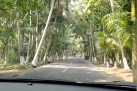 树如檳榔，状如棕榈，叶如凤尾，高数十丈。形态各异的椰子树。美