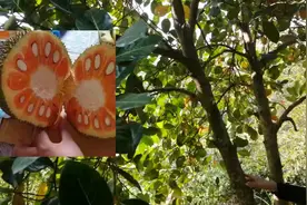 南方水果苗泰国12红肉菠萝蜜品种好四季结果果大前景好月薪高