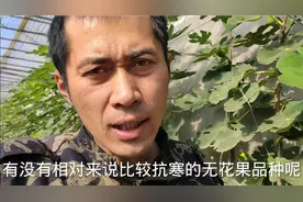 必选！5大顶级耐寒无花果品种，适应性极强，轻松抗下零下12度！