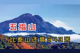 五指山当地土猪五脚猪，听当地村民讲五脚猪名字的由来，乐死我了