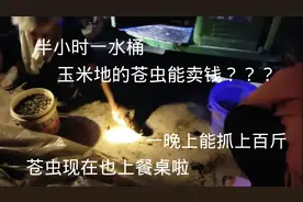 农村小伙用诱虫灯抓苍虫，30分钟一水桶，扬言:“这下发财了”
