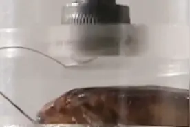 蟑螂为什么叫打不死的小强，是真打不死吗，碰上液压机会怎么样视频封面