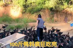 小夫妻回乡养殖，养鸭4个月就长这么大了，网友都说养得太漂亮了视频封面