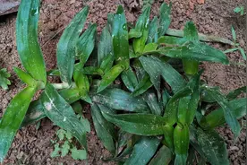 这种野生植物叫大苞水竹叶草，认识有很高的价值，用于干嘛？