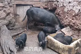 我美丽的家乡四川大凉山，每家每户都养这种土黑猪，可爱的小猪仔视频封面