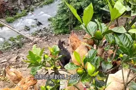 大姐翻山送货  不料发现老人养殖惊人的一幕视频封面