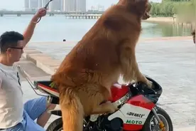 金毛轮胎会骑摩托车，原来都是这样拍出来的，太搞笑了！