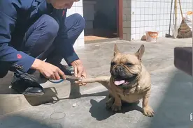 狗狗脚上长了个脓包，不知道怎么弄的给它消消毒视频封面