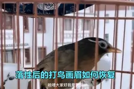 因为打斗失败而落性的画眉打鸟如何恢复视频封面