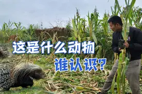 山上的包谷被野兽吃了，是什么动物吃的呢？用相机拍到了凶手视频封面