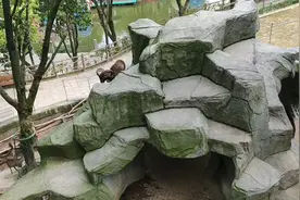 今天温州动物园看小熊猫了