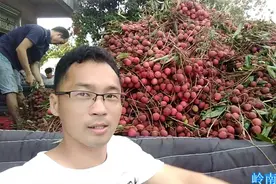 广东黑叶荔枝大量上市中，今天产地收购价1.3-1.7元，好便宜啊视频封面