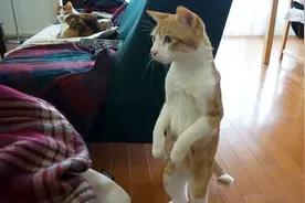 猫咪第一次见婴儿小主人是什么反应？真逗，镜头记录全过程