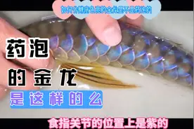 如何分辨过背金龙鱼是否被药泡过。视频封面