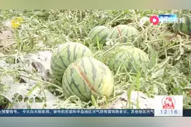 临沂沂南遭遇冰雹袭击，农作物被砸受损严重，现场视频触目惊心视频封面