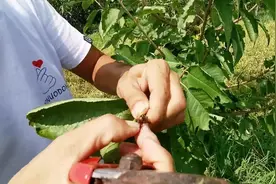 樱桃树枝条顶端叶片干枯，咋回事