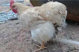 养鸡过程中鸡一直拉稀，屁股毛湿一大块，喂什么好得快视频封面