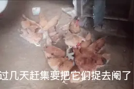 自己养的小公鸡已经发情了，整天追着小母鸡。看来要找人阉它们了视频封面