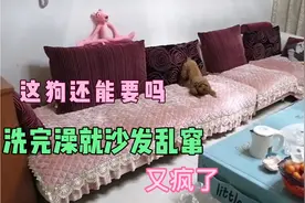 狗狗每次洗完澡就满屋乱窜，你们是狗狗也是这样吗