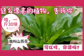 1种即是花，又是菜，还可以预防高血压，糖尿病的植物，听说过吗视频封面