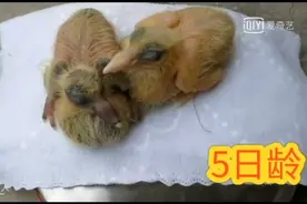 （小农人）小鸽子1～30天成长记录视频封面