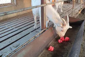 家里的山羊什么都吃，究竟怎么回事？月季花也吃的很香。