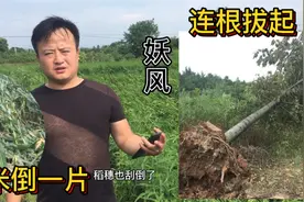安徽长江流域夜间突起妖风，水稻玉米吹倒一大片，大树连根拔起视频封面