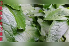 金腰箭、苦草，药用功效：清热透疹，解毒消肿。