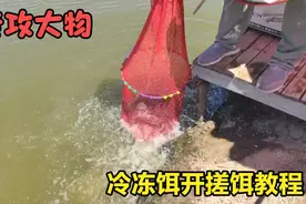 冷冻饵开搓饵教程，专攻大罗非，专攻大物