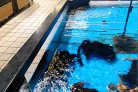 超市水产部的美国棕蟹，深海黑色，象海底挖煤的视频封面