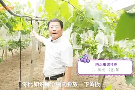 不打农药，葡萄园如何消灭80%以上的虫害？这几招，省钱又高效！