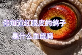 鸽子红眼皮是怎么回事？你知道红眼皮的鸽子是什么血统吗