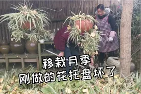 把月季花移栽到大门口，围栏也全部修好，一切都越变越好