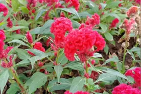 鸡冠花是宝不是草，药用价值很高；不懂的朋友，看视频来了解一下