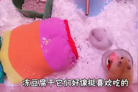 喂仓鼠零食，这6种零食，鼠鼠最喜欢吃这一种视频封面