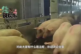 美国人很少吃猪肉，却是养猪界第一强国？让人大开眼界视频封面