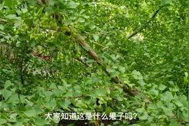 户外爬山，偶遇小青（竹叶青蛇），你还愿意户外驴行吗？