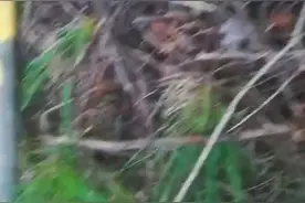 金属探测器寻找古币视频封面