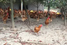 在农村散养5000只土鸡，到底需要多大场地？这种模式值得看看