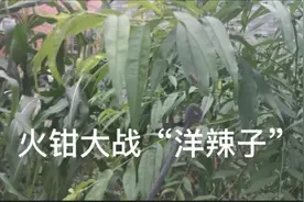 今天遇到个“洋辣子”的虫虫，听说蛰了人会很痛，我就把它弄走了视频封面