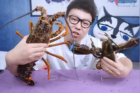 1588元买了只3斤重的澳龙，它和189元的波龙相比，到底有什么区别视频封面