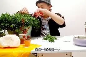 田七原来长这样，繁殖起来生根太快，随便扦插一个都能火视频封面