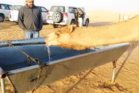 骆驼非常久没有喝水了，看见水就一直在喝，一次喝6-7L视频封面