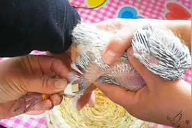 小鸽子腿折了，像人一样帮它绑扎固定好，不知能不能好