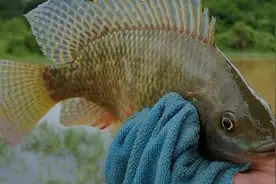 用蚯蚓做诱饵，钓上野生大罗非