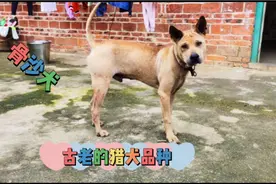 产地广东骨沙猎犬，打猎看家好狗，如经在广西也很受欢迎
