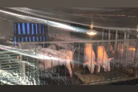 降温了小猪该如何保温？小猪保温工作一定要做好，不然麻烦的很视频封面
