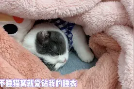 逆龄生长的2岁猫咪，像不像半岁的小猫，哪里都小小的乖乖的