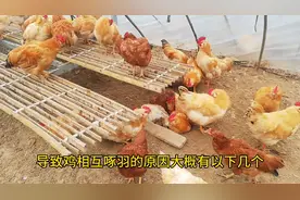 鸡啄肛对养鸡危害大，小刘3年实践经验无偿分享，专治各种鸡啄毛视频封面